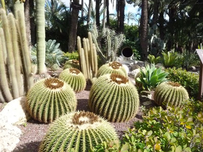 Cacti in El Huerto del Cura National Artistic Garden.