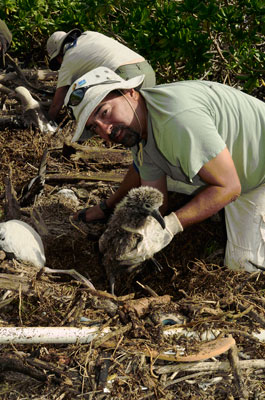 Mark Grantham helped dig birds out of the tsunami debris on Midway. Photo: Connie Toops