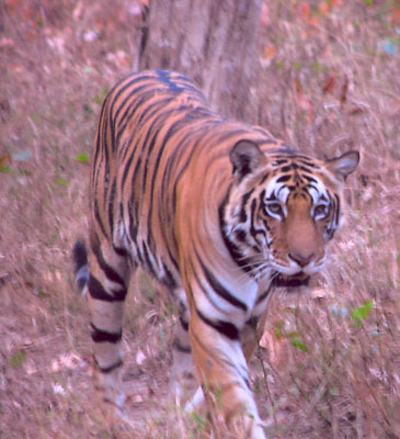 Royal Bengal tiger in Kanha National Park. Photo: Heckman