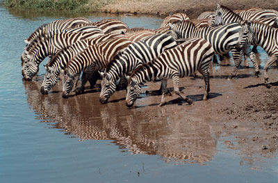 Zebras at a water hole in the Serengeti.