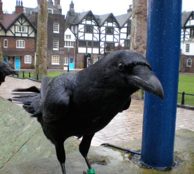 A raven at the Tower of London. It was drizzling that day, so my shutter speed would have been fairly slow. Photo: Bill Blanchard (using a Nikon Coolpix S210)