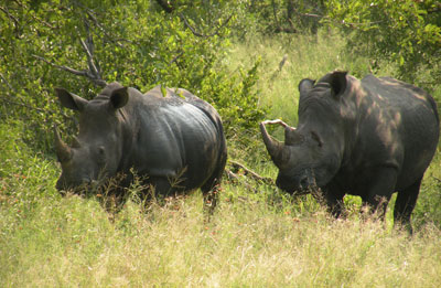 Two white rhinos.