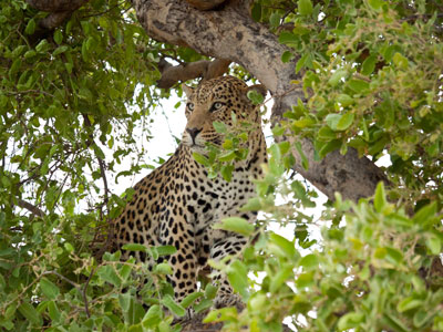 This beautiful leopard totally ignored us while scanning the horizon for a spot of lunch.