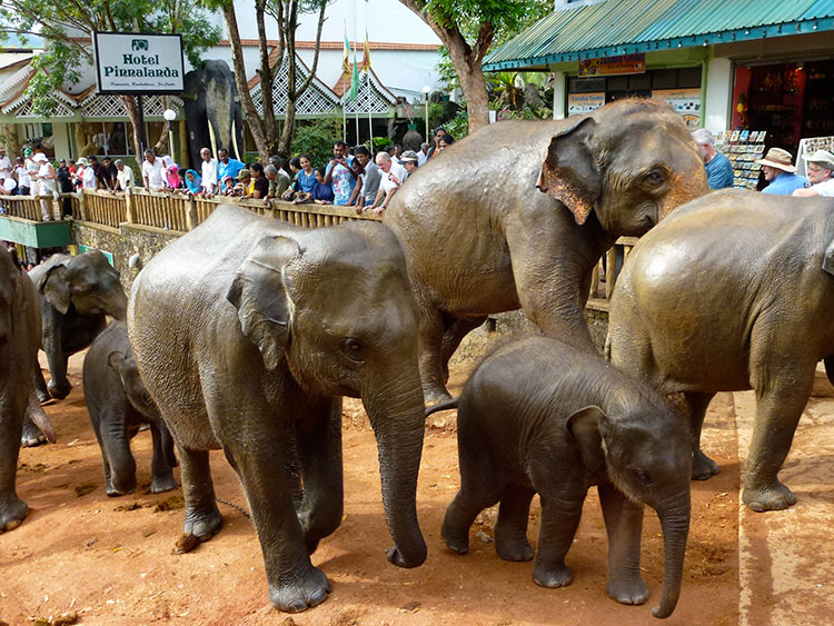 Elephants returning to the orphanage from their river bath.