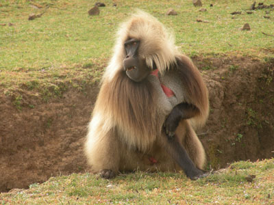 A bleeding-heart baboon in the Simien Mountains.