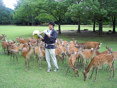 Within Nara Park in Nara, deer gathered to be fed when they heard the horn of the deer caller. 