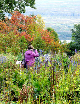 Visitor waist deep in native flora in Akureyri Botanic Garden. Photos by Yvonne Michie Horn