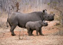 Black rhino mother and her still-nursing baby in Victoria Falls Private Game Reserve, Zimbabwe. Photo by Mary Small