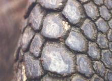 Close-up of a leg of a giant tortoise — Galápagos Islands. Photo: Tykol  