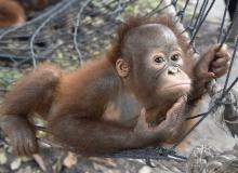 A special opportunity to visit the orangutans of Borneo with the woman who knows them best