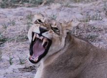 Lioness seen during our stay at Kwara Camp.