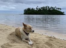 One of the many roaming dogs we saw, catching some rays on Muri Beach.