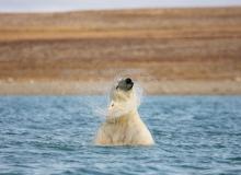 Polar bear shaking water from its head in Coningham Bay — Nunavut, Canada. Photos: Grantham