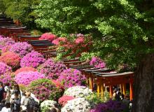 The torii tunnel, surrounded by azaleas, at Nezu Shrine — Tokyo. Photo by Clyde F. Holt