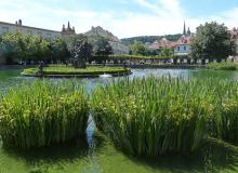 View of the pond in the Wallenstein Gardens — Prague. Photos by Yvonne Michie Horn
