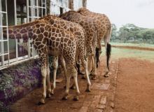 Giraffes at Giraffe Manor checking out the breakfast menu in the hotel dining room. Photos: Howland