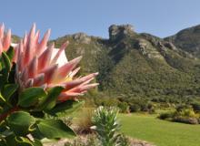 The king protea <i>(Protea cynaroides)</i> flowers at Kirstenbosch during winter and spring, from May through November. Photo by Alice Notten for Kirstenbosch NBG