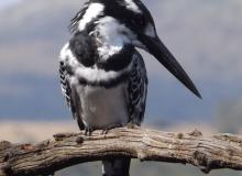 A pied kingfisher (black and white) — Pilanesberg National Park, South Africa. Photo by Emily Moore