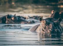 A pod of hippopotamuses in the Okavango Delta — Botswana. Photo by Pat Steffes (for Judith Osmer)