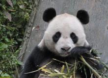 A young panda.