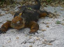 A marine iguana spotted in the Galápagos Islands