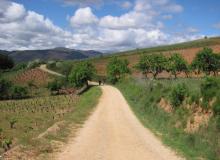 One of several vineyards encountered along the Camino.