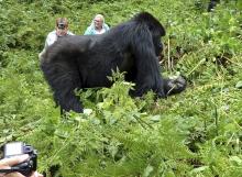 As mountain gorillas foraged, visitors watched — Rwanda. Photo by Marilyn Marx Adelman