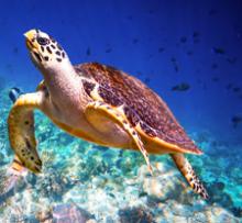A hawksbill turtle can weigh up to 150 pounds, with a shell 45 inches long. Photo: ©Andrey Armyagov/123rf.com