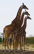 A trio of giraffes in Kruger National Park, South Africa. Photo by Pierre Duval of BushBaby Safaris