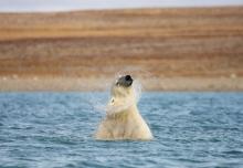 Polar bear shaking water from its head in Coningham Bay — Nunavut, Canada. Photos: Grantham