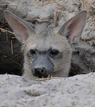 Aardwolf in its den near Splash Camp. Photos by Cynthia Kennett