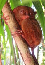 The Philippine tarsier is the world's third-smallest (and, in my opinion, cutest) primate. I saw this one at the Philippine Tarsier Sanctuary on the island of Bohol in the Philippines in January 2018. Photo by Esther Perica