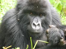 The thumb you see in the lower right corner belongs to one of this gorilla’s friends, who was grooming him, an activity that occupies a good deal of their time.