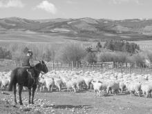 Border country ranches produce the world’s finest-quality merino wool — northern Patagonia.