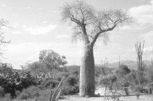 A majestic baobab towers over the spiny forest.