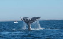 A whale’s flukes are as distinctive as a person’s fingerprints. Photos by Linda Huetinck