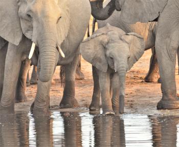 A family of elephants stopping for a drink.