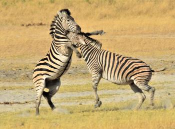Young male zebras playing.