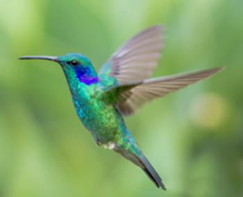 Green violetear hummingbird, near Savegre Mountain Lodge in Costa Rica. Photo by Christine Beebe