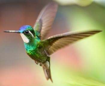 White-throated mountaingem hummingbird (blue cap, emerald body) — San Gerardo de Dota, Costa Rica. Photo by Christine Beebe
