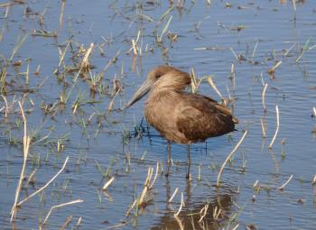 A hamerkop (tan and brown, with gray bill) — Botswana. Photo by Linda Beuret