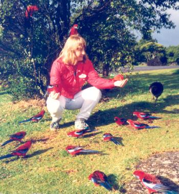 Vickie Birdsall's daughter, Suzanne, feeding king parrots in Lamington National Park, Queens-land, Australia.
