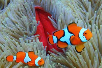 Anemonefish, or clownfish, in Marovo Lagoon. Photo by Ann Cabot
