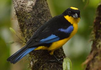 Blue-winged tanager in the Bellavista Cloud Forest Reserve, Ecuador. Photo by Carol Crabill
