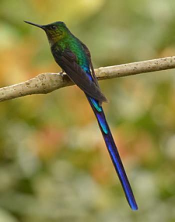 Violet-tailed sylph (emerald back, brown wings) at Bellavista Cloud Forest Reserve, Ecuador. Photo by Carol Crabill