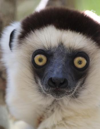 A Verreaux’s sifaka lemur in Isalo National Park.