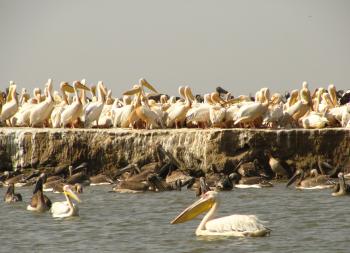 Pelicans at Djoudj National Bird Sanctuary in Senegal. Photo by Gordon W. Draper