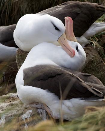 Courtship  behavior of black-browed albatrosses, seen on a cruise to South Georgia and the Falkland Islands. Photo by Robert Ono