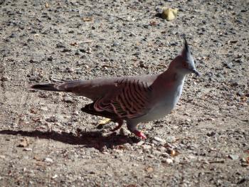 A crested pigeon (brown and tan back, white breast) — Centennial Park, Sydney, Australia. Photo by Andy Cubbon