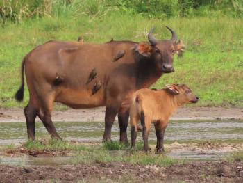 African forest buffalo with calf — Republic of the Congo.